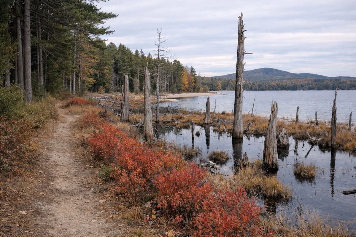 A trail along the edge of a small bog with dead snags and red blueberry bushes, forest beyond